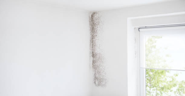 Best Forensic Mold Investigation  in Briarcliff Manor, NY