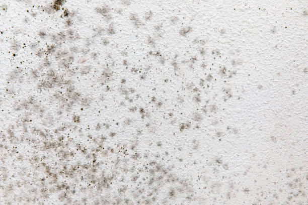 Best Black Mold Removal  in Briarcliff Manor, NY