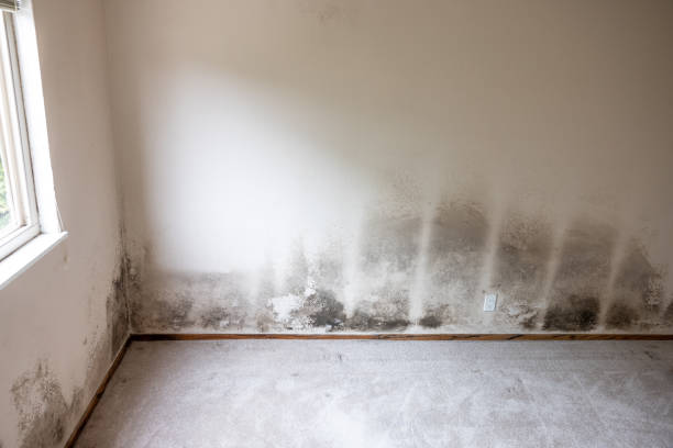 Best Mold Odor Removal Services  in Briarcliff Manor, NY